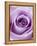 Light Purple Rose-Clive Nichols-Framed Premier Image Canvas