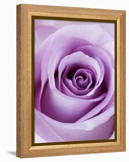 Light Purple Rose-Clive Nichols-Framed Premier Image Canvas