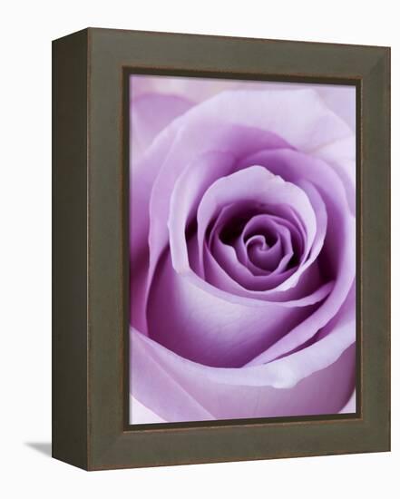 Light Purple Rose-Clive Nichols-Framed Premier Image Canvas