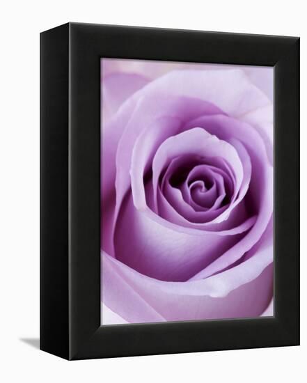 Light Purple Rose-Clive Nichols-Framed Premier Image Canvas