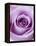 Light Purple Rose-Clive Nichols-Framed Premier Image Canvas