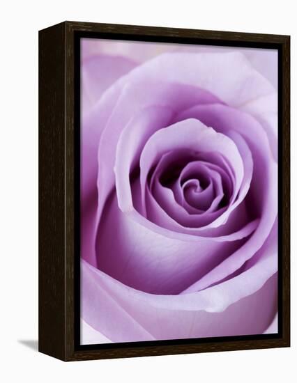 Light Purple Rose-Clive Nichols-Framed Premier Image Canvas