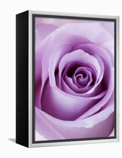 Light Purple Rose-Clive Nichols-Framed Premier Image Canvas