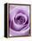 Light Purple Rose-Clive Nichols-Framed Premier Image Canvas