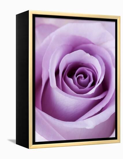 Light Purple Rose-Clive Nichols-Framed Premier Image Canvas