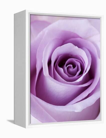 Light Purple Rose-Clive Nichols-Framed Premier Image Canvas