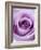 Light Purple Rose-Clive Nichols-Framed Photographic Print