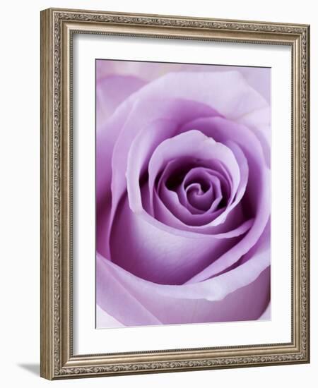 Light Purple Rose-Clive Nichols-Framed Photographic Print