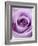 Light Purple Rose-Clive Nichols-Framed Photographic Print