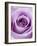 Light Purple Rose-Clive Nichols-Framed Photographic Print