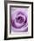 Light Purple Rose-Clive Nichols-Framed Photographic Print