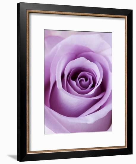 Light Purple Rose-Clive Nichols-Framed Photographic Print
