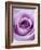 Light Purple Rose-Clive Nichols-Framed Photographic Print