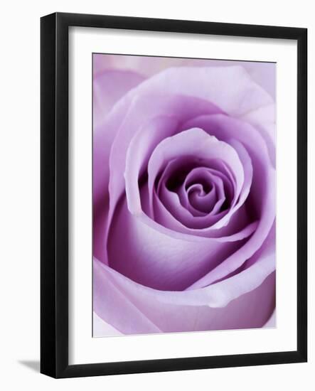 Light Purple Rose-Clive Nichols-Framed Photographic Print