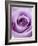 Light Purple Rose-Clive Nichols-Framed Photographic Print