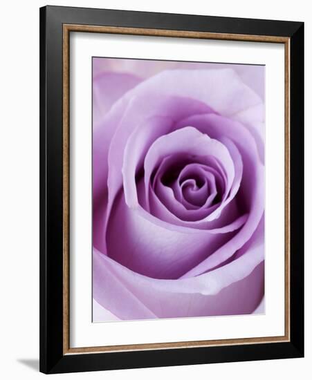 Light Purple Rose-Clive Nichols-Framed Photographic Print