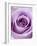 Light Purple Rose-Clive Nichols-Framed Photographic Print