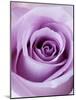 Light Purple Rose-Clive Nichols-Mounted Photographic Print