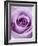 Light Purple Rose-Clive Nichols-Framed Photographic Print