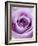 Light Purple Rose-Clive Nichols-Framed Photographic Print