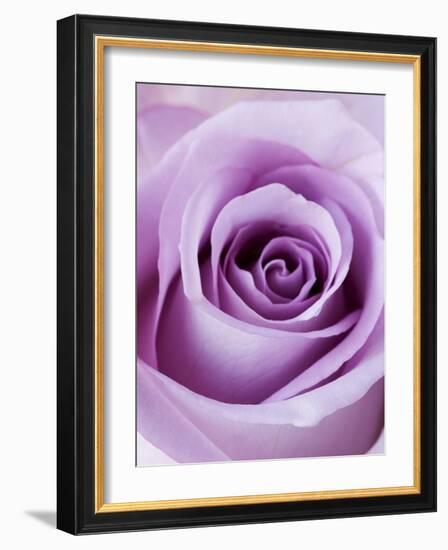 Light Purple Rose-Clive Nichols-Framed Photographic Print