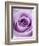 Light Purple Rose-Clive Nichols-Framed Photographic Print