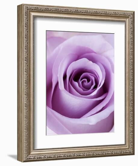 Light Purple Rose-Clive Nichols-Framed Photographic Print