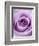 Light Purple Rose-Clive Nichols-Framed Photographic Print