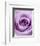 Light Purple Rose-Clive Nichols-Framed Photographic Print