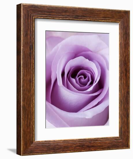 Light Purple Rose-Clive Nichols-Framed Photographic Print