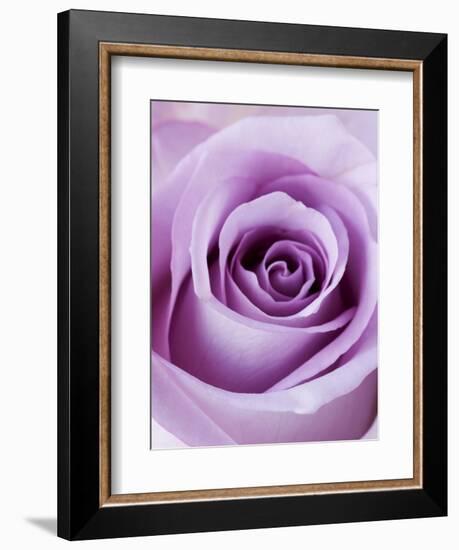 Light Purple Rose-Clive Nichols-Framed Photographic Print