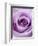 Light Purple Rose-Clive Nichols-Framed Photographic Print