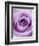 Light Purple Rose-Clive Nichols-Framed Photographic Print