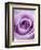 Light Purple Rose-Clive Nichols-Framed Photographic Print