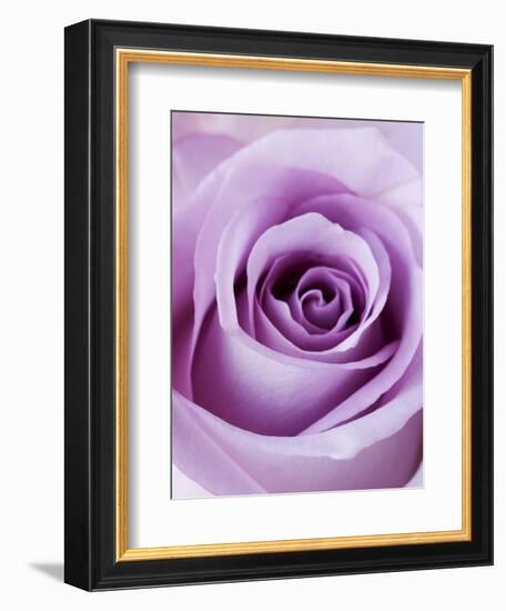 Light Purple Rose-Clive Nichols-Framed Photographic Print