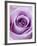 Light Purple Rose-Clive Nichols-Framed Photographic Print