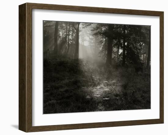 Light Shining Through Trees in Forest-Fay Godwin-Framed Giclee Print