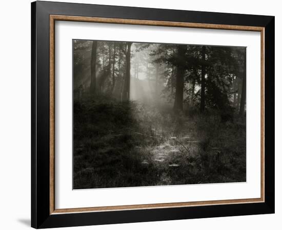 Light Shining Through Trees in Forest-Fay Godwin-Framed Giclee Print