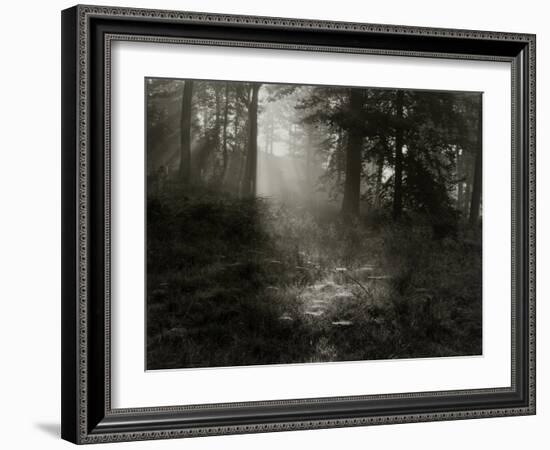 Light Shining Through Trees in Forest-Fay Godwin-Framed Giclee Print