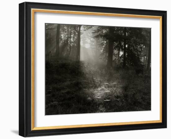 Light Shining Through Trees in Forest-Fay Godwin-Framed Giclee Print