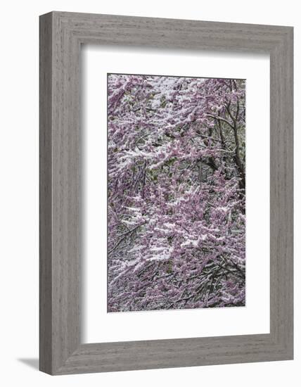 Light snow on Eastern redbud tree in early spring, Louisville, Kentucky-Adam Jones-Framed Photographic Print