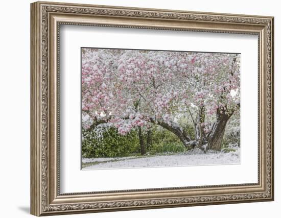 Light snow on pink dogwood tree in early spring, Louisville, Kentucky-Adam Jones-Framed Photographic Print