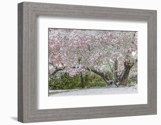 Light snow on pink dogwood tree in early spring, Louisville, Kentucky-Adam Jones-Framed Photographic Print