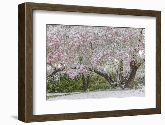 Light snow on pink dogwood tree in early spring, Louisville, Kentucky-Adam Jones-Framed Photographic Print