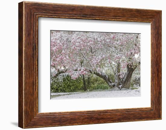 Light snow on pink dogwood tree in early spring, Louisville, Kentucky-Adam Jones-Framed Photographic Print