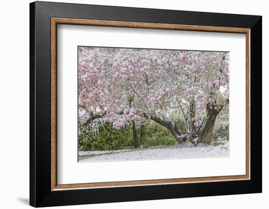 Light snow on pink dogwood tree in early spring, Louisville, Kentucky-Adam Jones-Framed Photographic Print