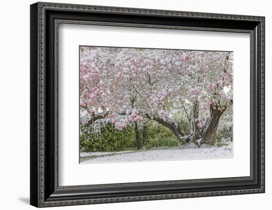 Light snow on pink dogwood tree in early spring, Louisville, Kentucky-Adam Jones-Framed Photographic Print