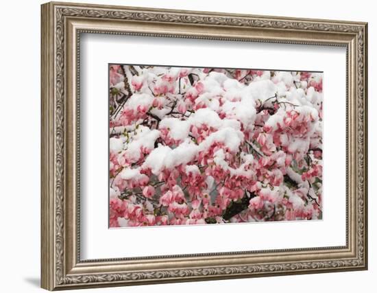 Light snow on pink dogwood tree in early spring, Louisville, Kentucky-Adam Jones-Framed Photographic Print