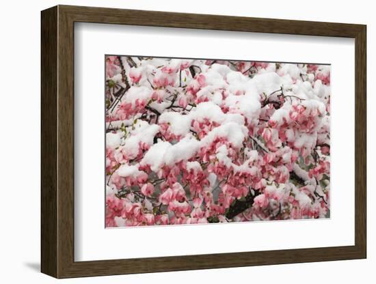 Light snow on pink dogwood tree in early spring, Louisville, Kentucky-Adam Jones-Framed Photographic Print