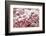 Light snow on pink dogwood tree in early spring, Louisville, Kentucky-Adam Jones-Framed Photographic Print